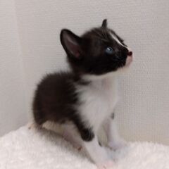 生後5週程　白クロ子猫里親さん募集します🐈 - 猫