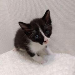 生後5週程　白クロ子猫里親さん募集します🐈 - 里親募集
