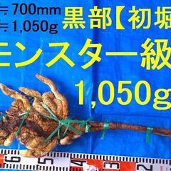 名水の里！黒部産【初堀り】赤土粘土の天然自然薯 ≒700mm ≒1,050ｇ