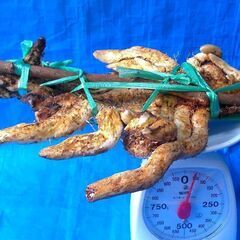 名水の里！黒部産【初堀り】赤土粘土の天然自然薯 ≒700mm ≒1,050ｇの画像