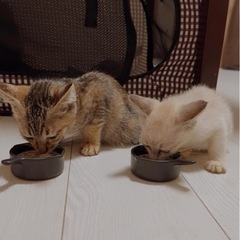 ※トライアル中 2匹の姉妹猫☺️