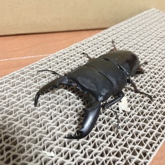 楽天市場】スマトラ ヒラタ ペアの通販