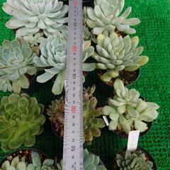 多肉植物「エケベリア」の画像