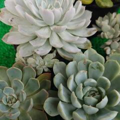 多肉植物「エケベリア」の画像