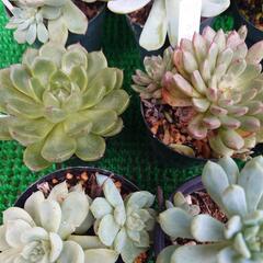多肉植物「エケベリア」の画像