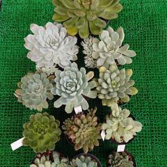 多肉植物「エケベリア」