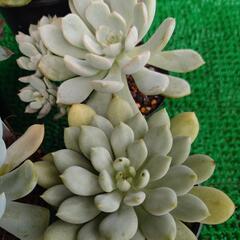 多肉植物「エケベリア」の画像