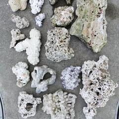 サンゴ   の画像