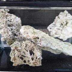 サンゴ   の画像