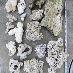 サンゴ   の画像