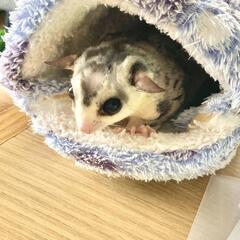 フクロモモンガのそらちゃん