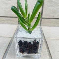 【小型】金のなる木　ゴーラム　観葉植物　多肉植物　ハイドロカルチャー