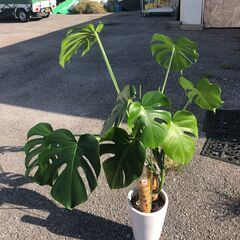 観葉植物 モンステラ 高さ120ｃｍ
