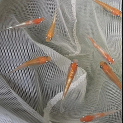 【アマテラス】紅白系メダカ【赤勝ち白勝ち】出品個体動画有り