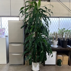 幸福の木  ドラセナ マッサンゲアナの画像