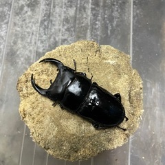 オオクワガタ弁慶ペア