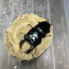 オオクワガタ大黒ペア