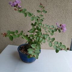 矮性サルスベリ　苗