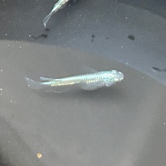 メダカ サバの極み 稚魚 10匹