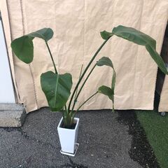 観葉植物 ストレリチア・オーガスタ 高さ約120cm