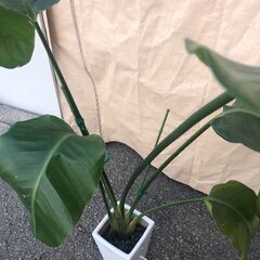 観葉植物 ストレリチア・オーガスタ 高さ約120cmの画像