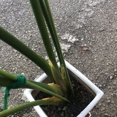 観葉植物 ストレリチア・オーガスタ 高さ約120cmの画像