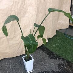 観葉植物 ストレリチア・オーガスタ 高さ約120cmの画像
