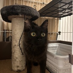 3ヶ月半黒猫長毛男の子（トライアル中）