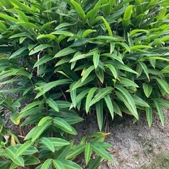 【もらってください】月桃　葉　茎　2024秋