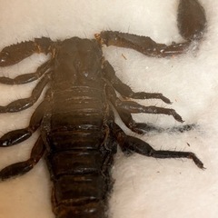 s0925615 標本 タランチュラ サソリ 蜘蛛 スコーピオン 生物標本 昆虫標本 剥製 毒虫 アート 虫 コレクション 額縁 インテリア 中古品の画像