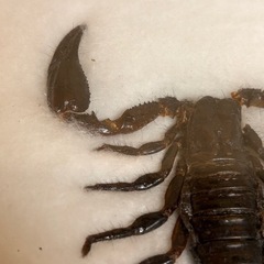s0925615 標本 タランチュラ サソリ 蜘蛛 スコーピオン 生物標本 昆虫標本 剥製 毒虫 アート 虫 コレクション 額縁 インテリア 中古品の画像