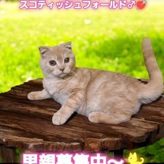 10/6(日)譲渡会。生後4ヵ月スコティッシュフォールド♂(⋈◍...