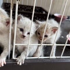 おチビな3匹姉妹のシャム系のにゃんこ生後4週間