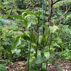 只今養生中