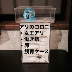 アリの巣飼育セット　コロニー　女王アリ
