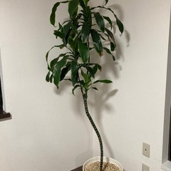 大型観葉植物差し上げます！
