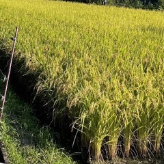 【令和6年産新米】ミネアサヒ 30kg 玄米