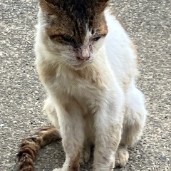 ミュージックラブなグルチャ！