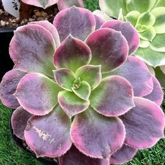 多肉植物❣️アエオニウム三種セット❣️の画像