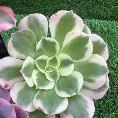 多肉植物❣️アエオニウム三種セット❣️の画像