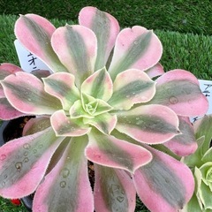 多肉植物❣️アエオニウム三種セット❣️の画像