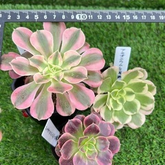 多肉植物❣️アエオニウム三種セット❣️の画像