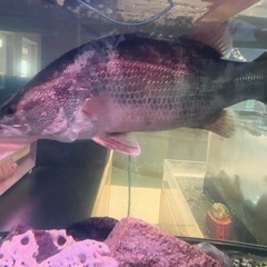 生き物を愛でるグルチャ！