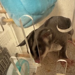 新しい家族探してます。