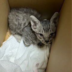 生後1ヶ月も経ってない猫です。の画像