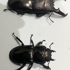 ツシマヒラタクワガタ①ペアの画像