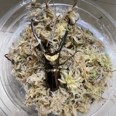 人気につき受付一旦中止中【ペア＋おまけ付き】メタリフェルホソアカ...