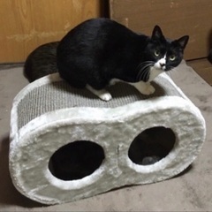 9月28日(土)島忠ホームズ昭島店様にて『保護猫カフェ ねこかつ』様主催‼️保護猫🐾保護犬🐾譲渡会を開催致します‼️🐈🦮✨当団体『立川地域猫の会』も参加させて頂いております‼️(※予約不用・入場無料)皆様のお越しを心よりお待ちいたしております❣️🙇‍♀🐈‍⬛🍀 - 昭島市