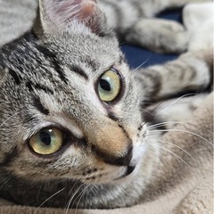 子猫　4ヶ月 メス 