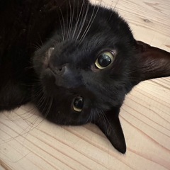 ベッド🛌ソファ🛋️食卓お譲りください🙇‍♀️